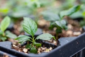 Qualterra - Acclimated Plants at Greenhouse - 2