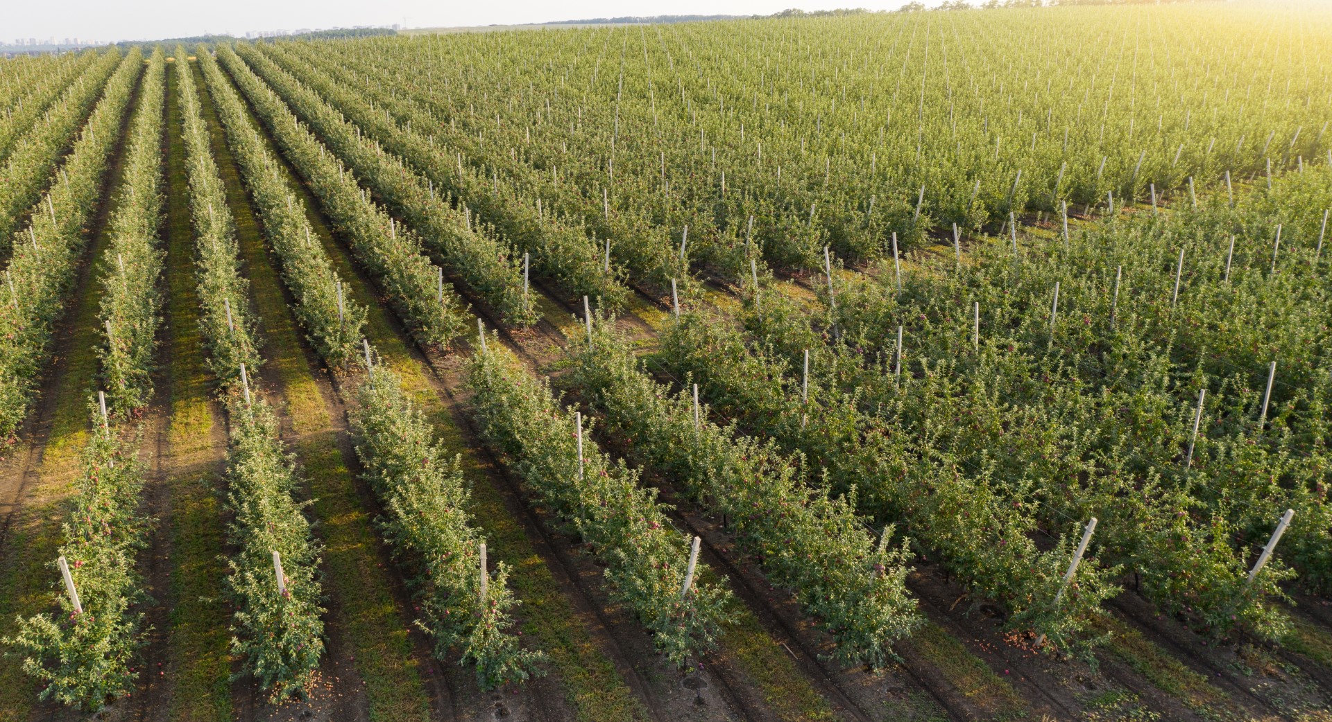 Qualterra Aerial view of the farm with apple orchard