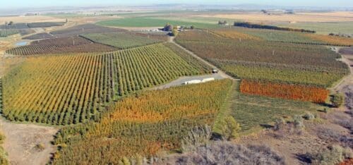 an aerial view of royal bluff orchards in royal city washington usa