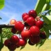 Targeted Virus Screen, Cherry