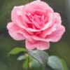 True to Type Testing - Rose
